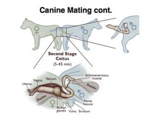 male dog knot|Understanding Knotting in Dogs: Causes, Symptoms, and。